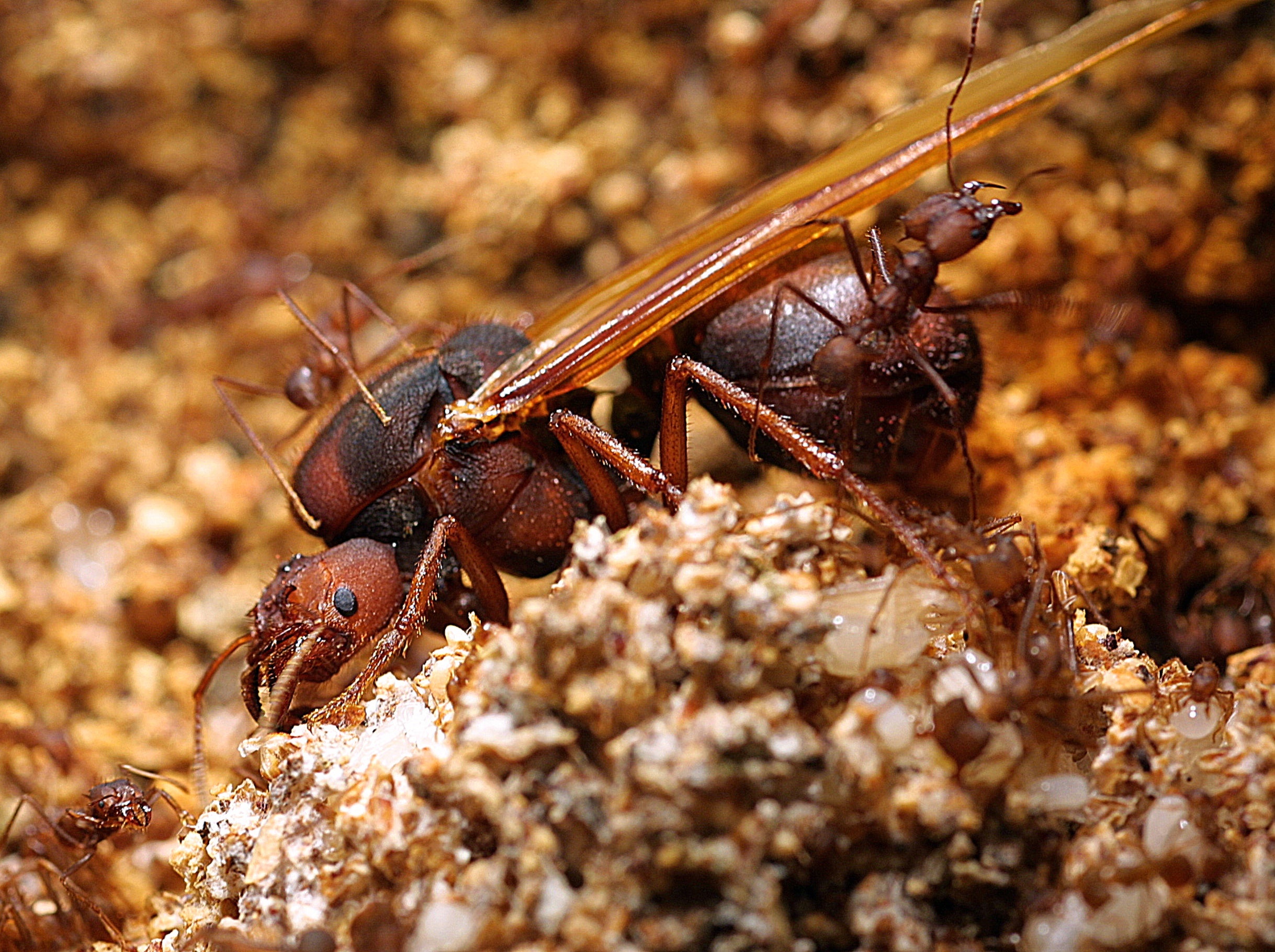 In sexual conflict, ant queens prevail in evolutionary arms race News